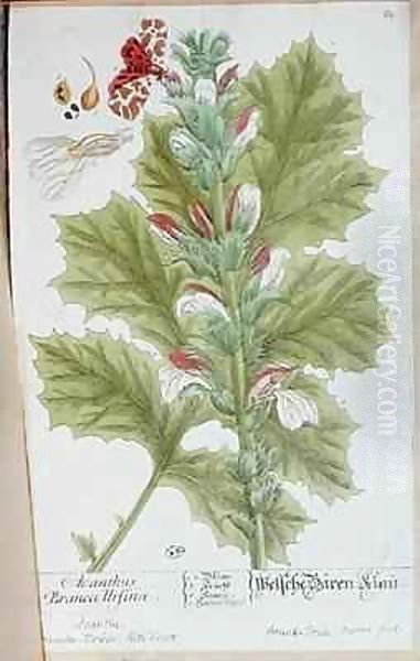 Acanthus Branca Ursina - view 1