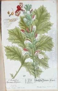 Acanthus Branca Ursina