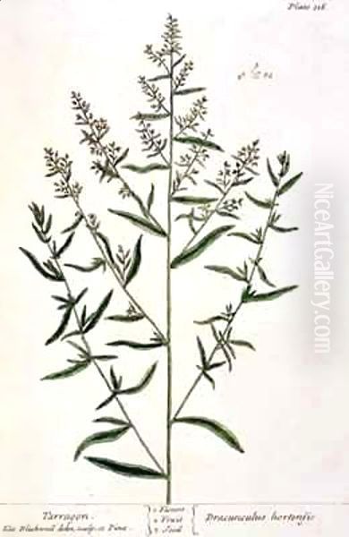 Tarragon, plate 116 from 'A Curious Herbal' - view 1