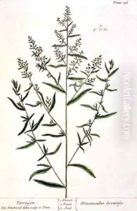 Tarragon, plate 116 from 'A Curious Herbal' by Elizabeth Blackwell