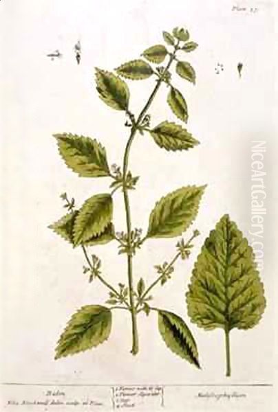 Balm, plate 27 from 'A Curious Herbal' - view 1