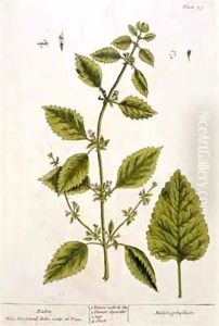 Balm, plate 27 from 'A Curious Herbal' by Elizabeth Blackwell