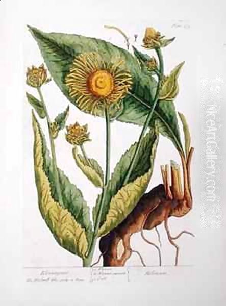Elecampane, plate 473 from 'A Curious Herbal' - view 1
