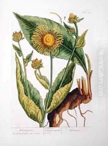 Elecampane, plate 473 from 'A Curious Herbal'