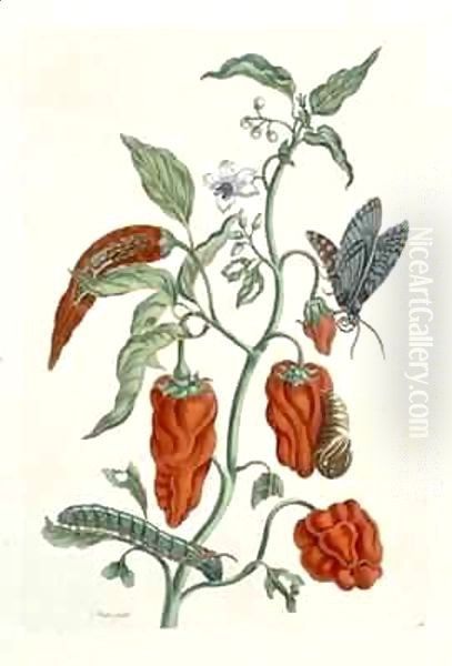 Comfrey, from 'A Curious Herbal' - view 1