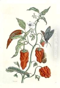Comfrey, from 'A Curious Herbal' by Elizabeth Blackwell