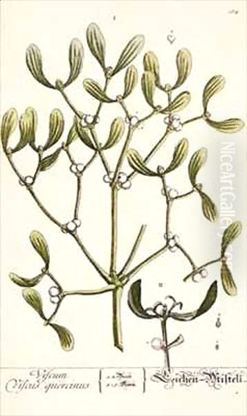 Mistletoe from 'A Curious Herbal' - view 1