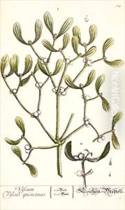 Mistletoe from 'A Curious Herbal' by Elizabeth Blackwell