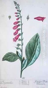 Digitalis purpurea, from 'Herbarium Blackwellianum' Digitalis purpurea, from 'Herbarium Blackwellianum'