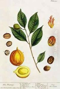 The Nutmeg, plate 353 from 'A Curious Herbal'