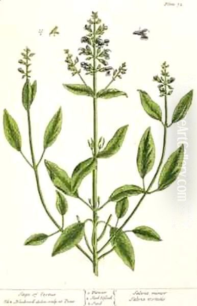 Salviam from 'A Curious Herbal' - view 1