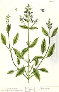Salviam from 'A Curious Herbal' by Elizabeth Blackwell