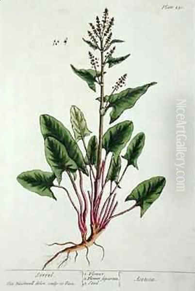 Sorrel, plate 230 from 'A Curious Herbal' - view 1