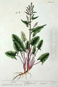 Sorrel, plate 230 from 'A Curious Herbal'