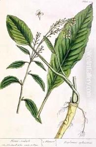 Horseradish, plate 415 from 'A Curious Herbal' by Elizabeth Blackwell