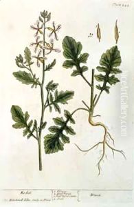 Rocket, plate 242 from 'A Curious Herbal' by Elizabeth Blackwell