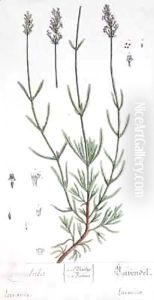 Lavender, plate from 'Herbarium Blackwellianum' Lavender, plate from 'Herbarium Blackwellianum'