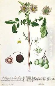 Potato plant and fruit, plate from 'Herbarium Blackwellianum' Potato plant and fruit, plate from 'Herbarium Blackwellianum'