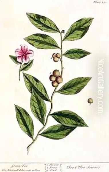 Green Tea, plate 351 from 'A Curious Herbal' - view 1