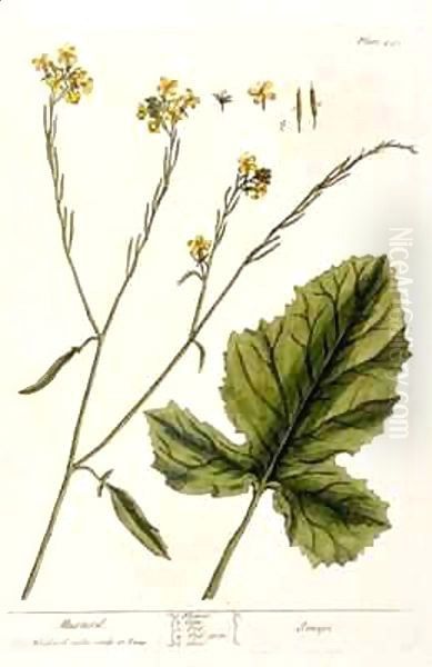 Mustard, plate 446 from 'A Curious Herbal' - view 1