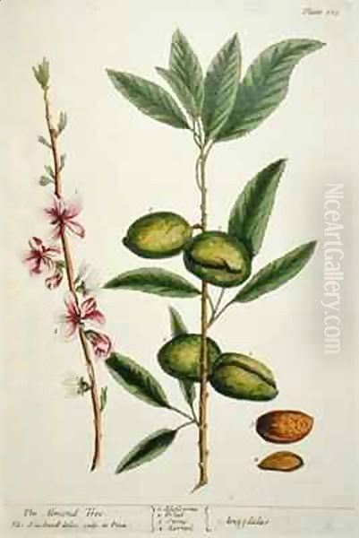 The Almond Tree, plate 105 from 'A Curious Herbal' - view 1