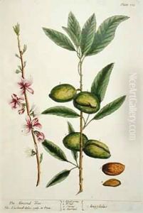 The Almond Tree, plate 105 from 'A Curious Herbal'
