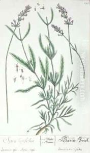 Lavender Spike, plate from 'Herbarium Blackwellianum' Lavender Spike, plate from 'Herbarium Blackwellianum'