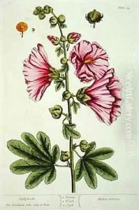 Hollyhocks, plate 54 from 'A Curious Herbal' by Elizabeth Blackwell
