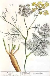 Fennel, plate 288 from 'A Curious Herbal' by Elizabeth Blackwell