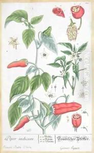 Guinea Pepper (Piper Indicum) plate 129 from the German edition of 'A Curious Herbal' Guinea Pepper (Piper Indicum) plate 129 from the German edition of 'A Curious Herbal'