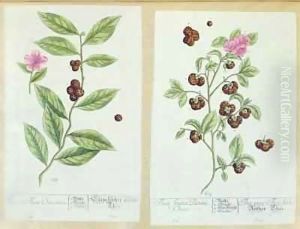 Tea and China Tea, plate from 'Herbarium Blackwellianum' by Elizabeth Blackwell