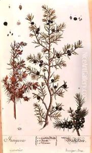 Juniper (Juniperus) plate from the German edition of 'A Curious Herbal' by Elizabeth Blackwell