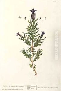 French Lavender, plate 241 from 'A Curious Herbal'
