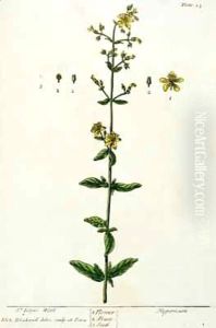 St. John's Wort, plate 15 from 'A Curious Herbal' by Elizabeth Blackwell