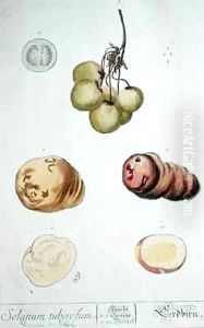 Potato Tubers, plate from 'Herbarium Blackwellianum' Potato Tubers, plate from 'Herbarium Blackwellianum'