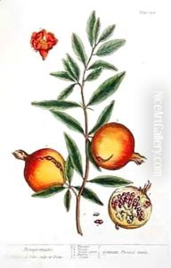 Punica granatum, from 'A Curious Herbal'