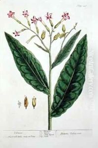 Tobacco, plate 146 from 'A Curious Herbal'