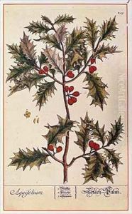 Holly from 'A Curious Herbal' by Elizabeth Blackwell