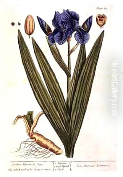 Iris, plate 69 from 'A Curious Herbal' - view 1