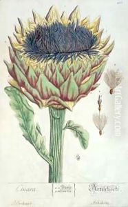 Artichoke, from 'Herbarium Blackwellianum'