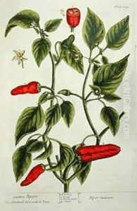 Guinea Pepper, plate 129 from 'A Curious Herbal' by Elizabeth Blackwell