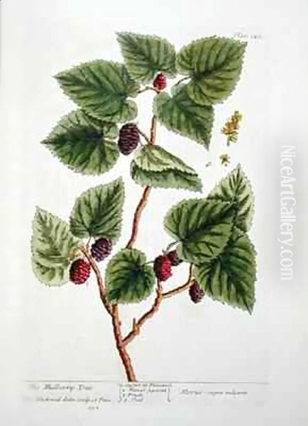 The Mulberry Tree, plate 126 from 'A Curious Herbal' - view 1