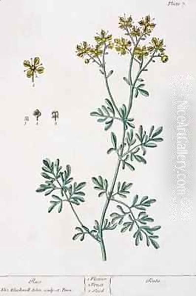 Rue, plate 7 from 'A Curious Herbal' - view 1