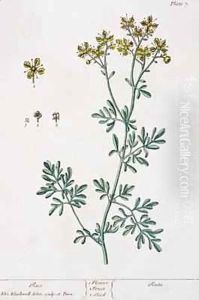 Rue, plate 7 from 'A Curious Herbal'