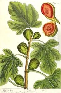 The Fig Tree, plate 125 from 'A Curious Herbal'