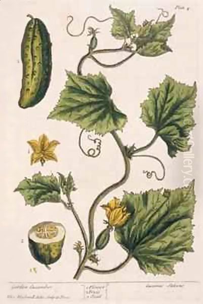 Garden Cucumber, plate 4 from 'A Curious Herbal' - view 1