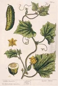 Garden Cucumber, plate 4 from 'A Curious Herbal' by Elizabeth Blackwell