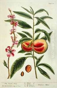 The Peach Tree, plate 101 from 'A Curious Herbal' by Elizabeth Blackwell