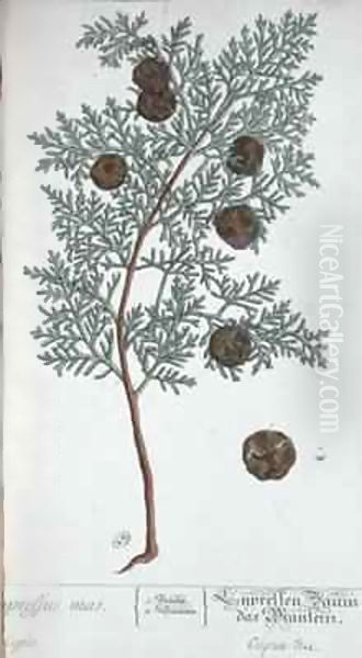 Cypress Tree, from 'A Curious Herbal' - view 1