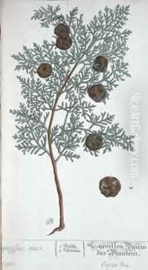 Cypress Tree, from 'A Curious Herbal' by Elizabeth Blackwell